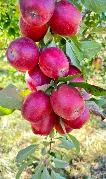 Продам местные вкусные яблоки разных сортов