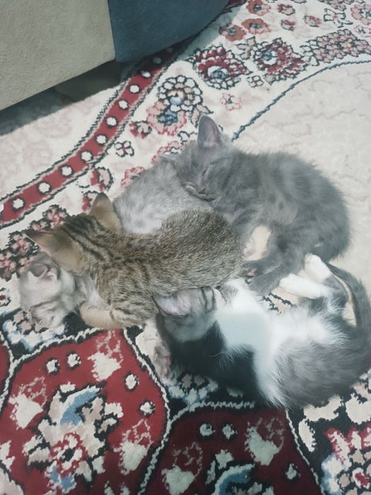 Mushuklar sotilmaydi ,sovg'a qilinadi. otdam darom na dobrimi rukam