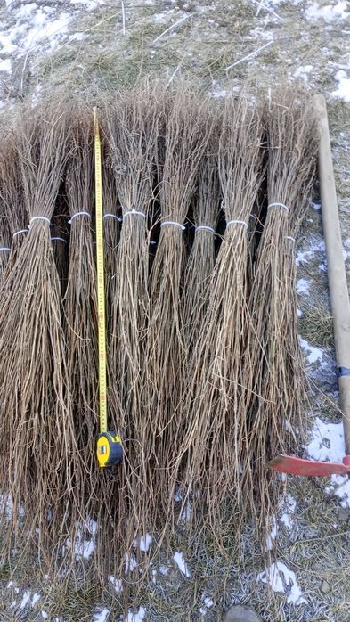 puieți forestieri pentru ampadurire pentru terenurile degradate