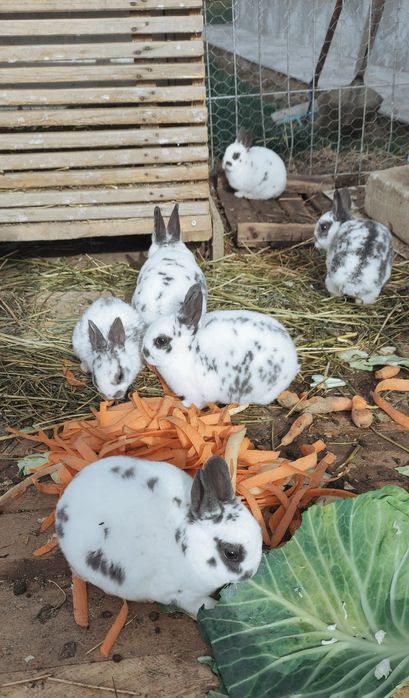 Iepuri Rex pitic (albastru)