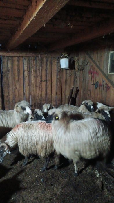 Dau la schimb 7 oi bune pe o manză