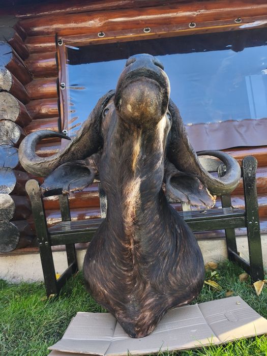 Bust naturalizat Bivol koopf