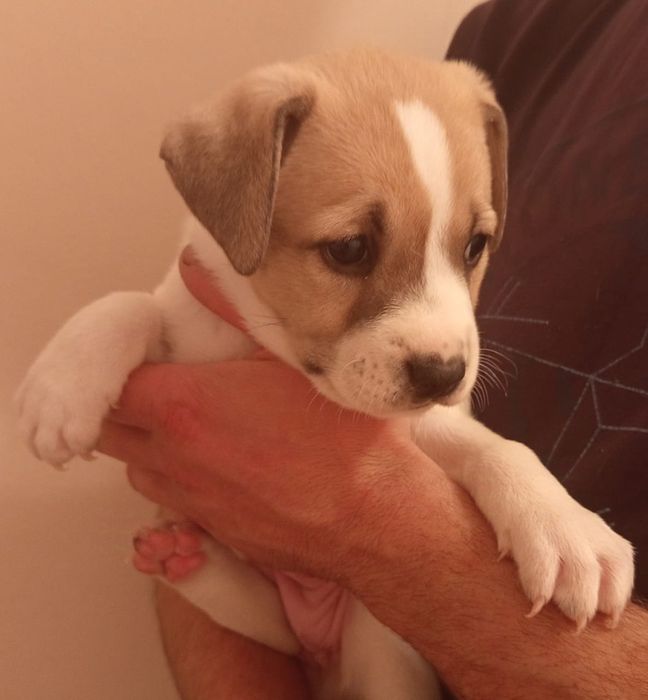 Продам щенков питбуля