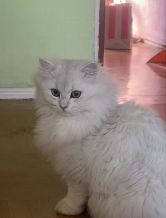 Чистокровный шиншилла-кот. Мальчик, 1 год.