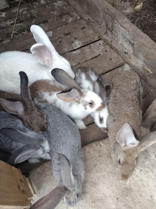 Vînd iepuri californieni 3 iepuroaice și 3 iepuri