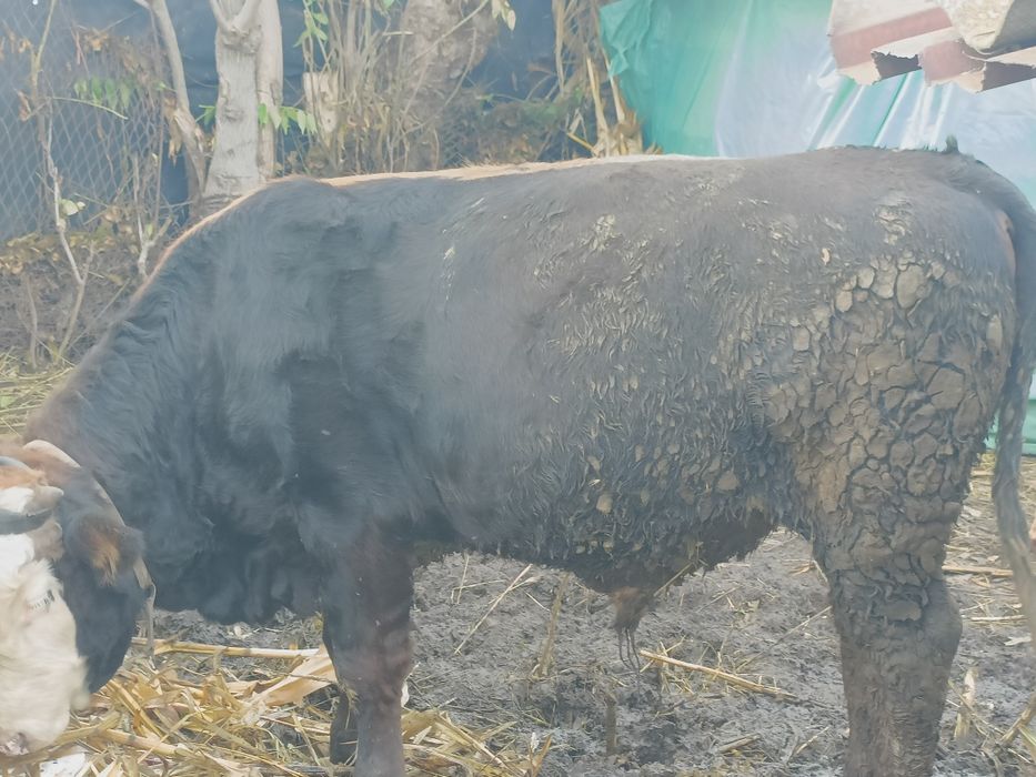 Taur  vanzare 7 luni