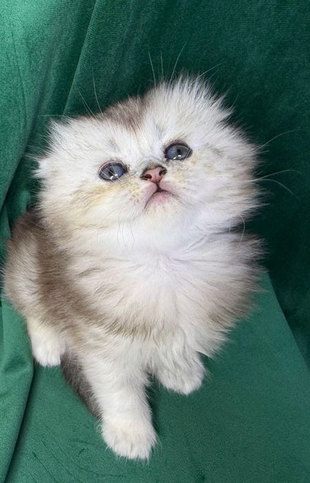 Scottish Fold Longhair