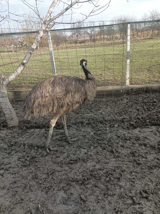 Struți Emu masculi
