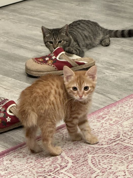 Котята в хорошие руки. Мальчики и девочки