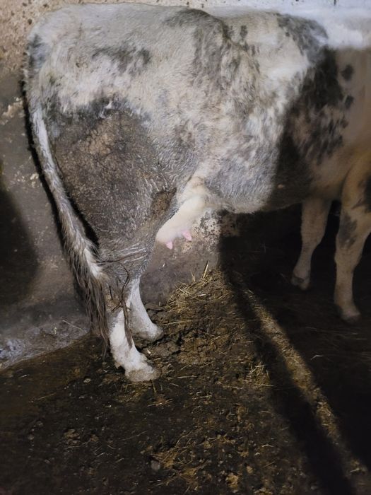 Vând vacă cu vițea