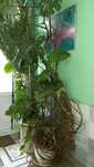 Филодендрон, Philodendron