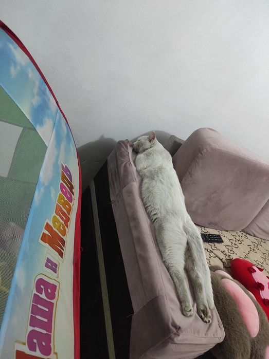 Бесплатно кот белый