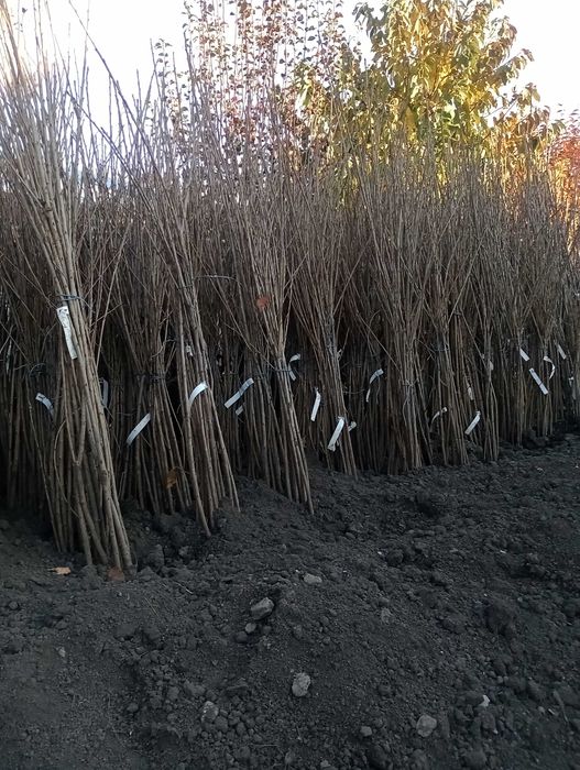 Pomii fructiferi de vânzare