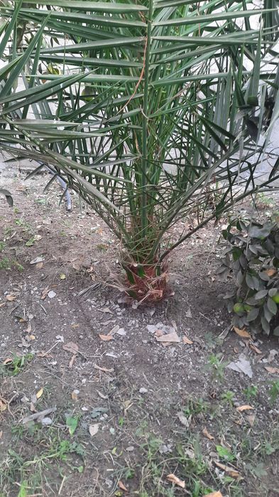 Zimniy palma sotiladi juda katta