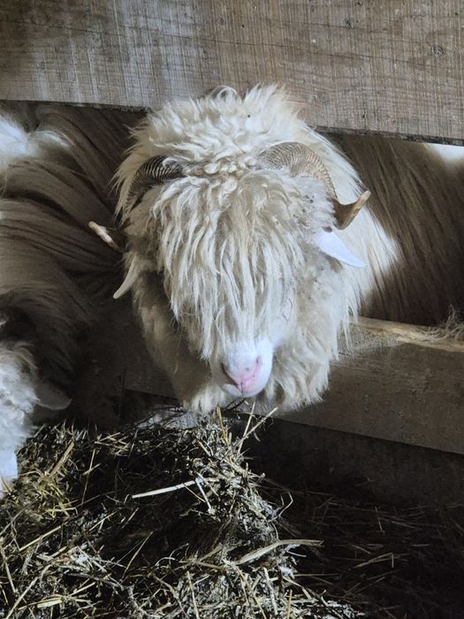 Oi 10 miori si stramiori