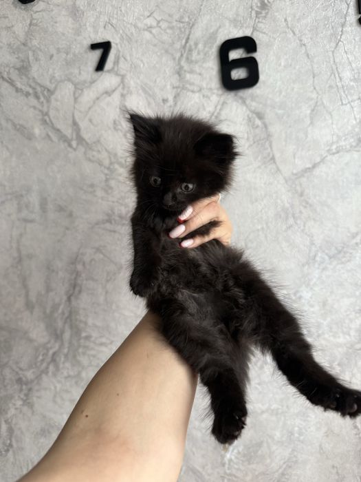 отдам котенка красивую девочку