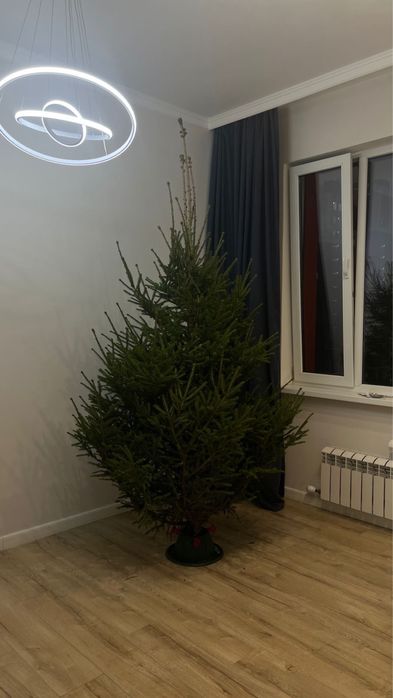 Новогодние живые ели