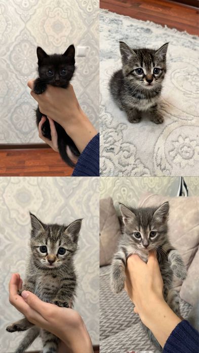 Отдаем котят в добрые руки