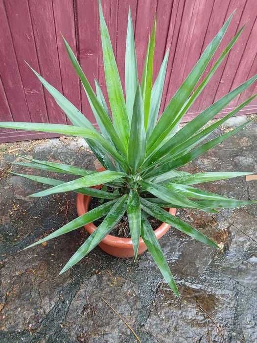 Vând plante yuca