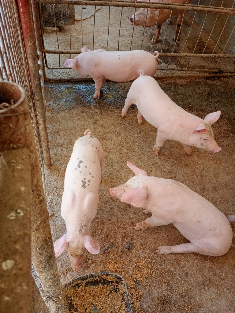 Vând puii  aproape 8 saptamani