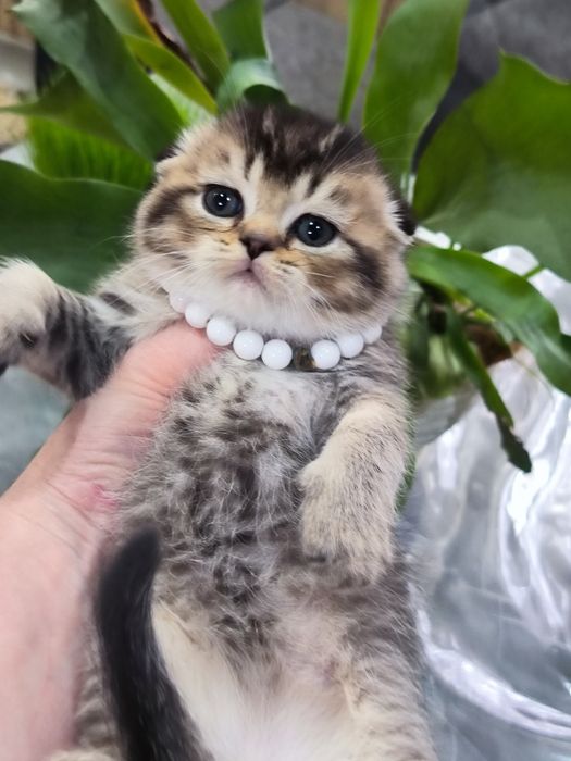 Котята от правильной вязки