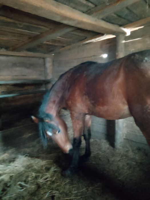 Продам лошадь еркек