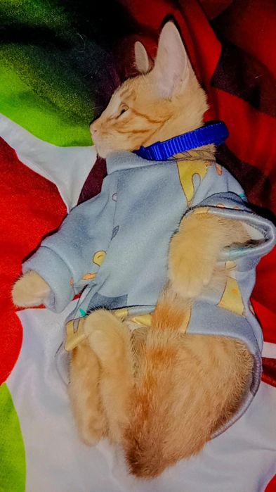 Рыжий котенок Персик