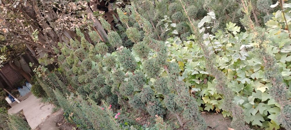 Manzaralari archalar