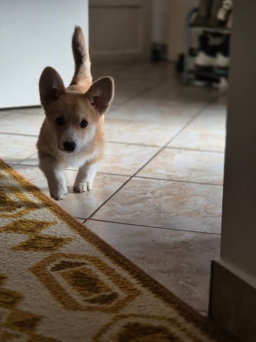 Fetita Corgi Pembroke