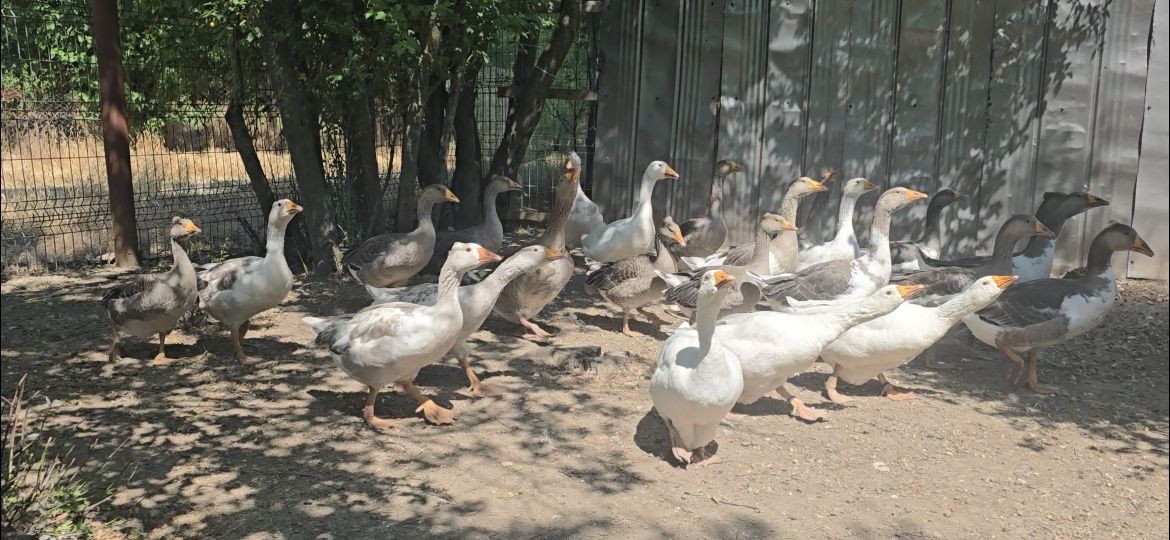 Vând gâște tineret 2025