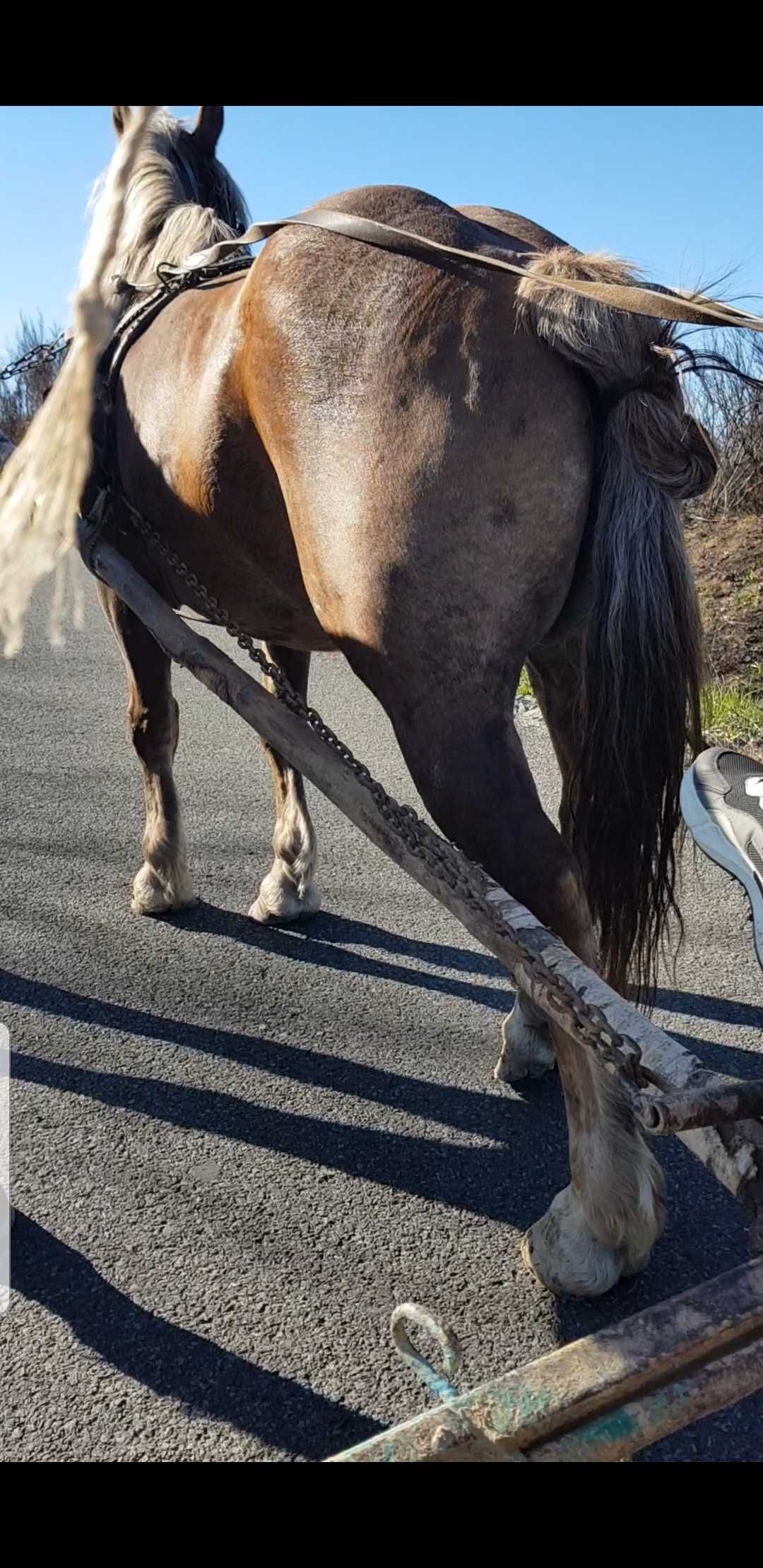 Vand doua iepe una de 7ani si una 12ani garantate schimb cu iapa ghest