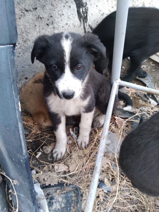 Срочно! Щенки ищут дом!