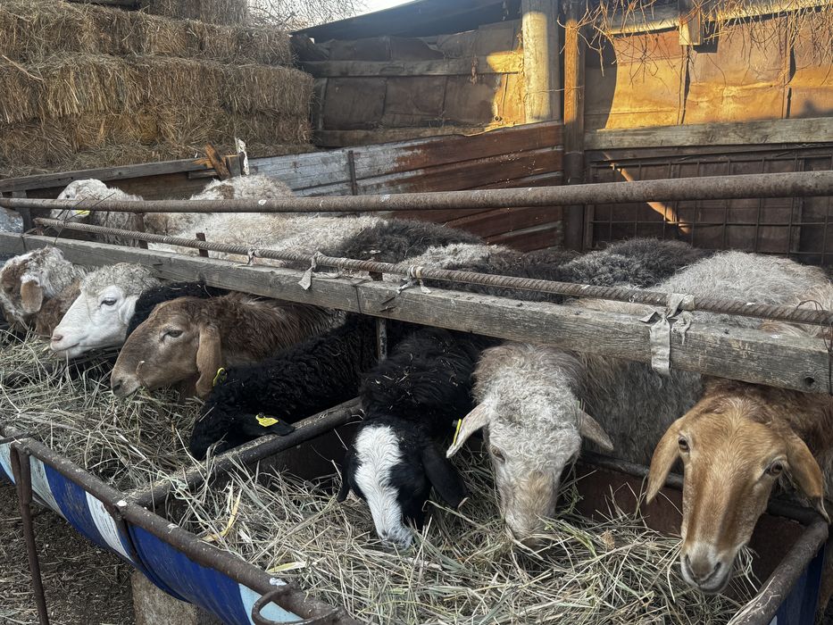 Койлар сатылады.