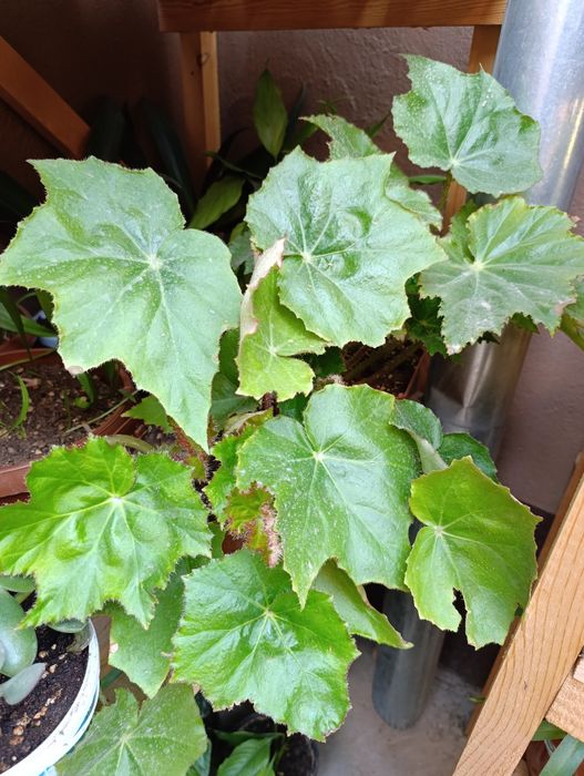 Комнатный садовый  цветы хона гуллари