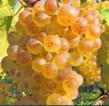 Vand struguri de vin producție 2025