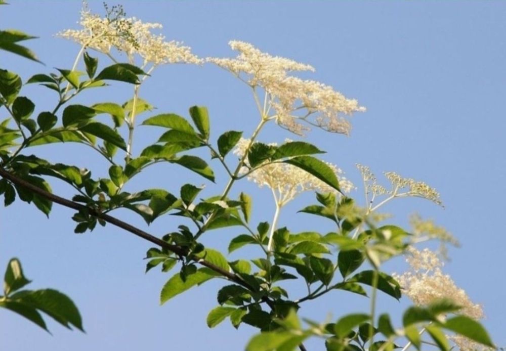 Vand puieti de soc / Soc negru / Soc negru bio