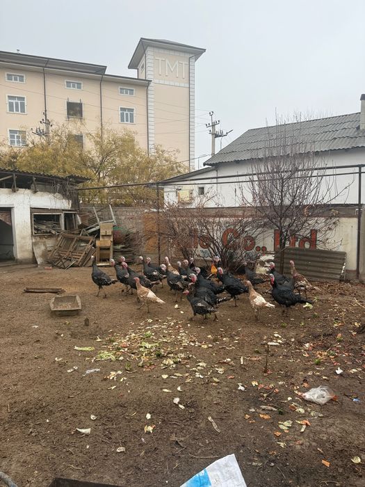 Индюк для новый год