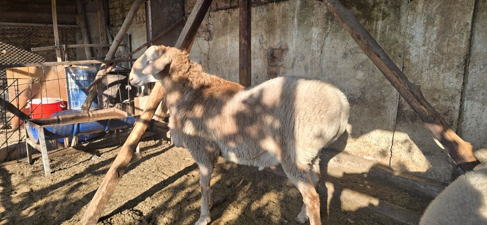 Арашан кузи кучкор