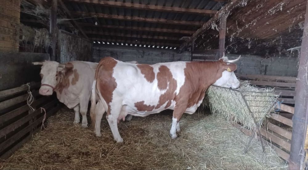 Vaci Baltata Romaneasca