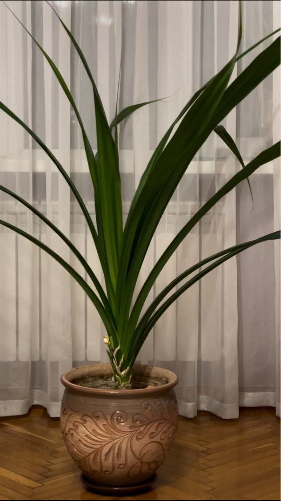 Комнатное растение панданус (винтовая пальма)