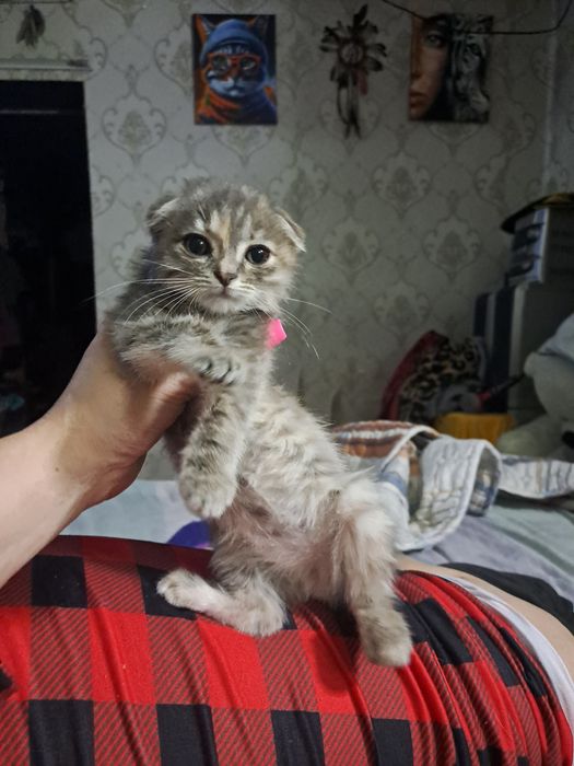 Котёнок вислоушка