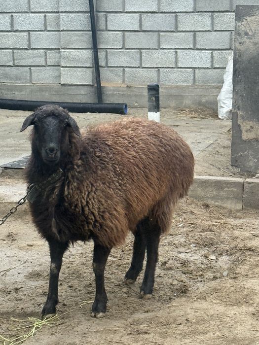 қой сатылады 85000тг