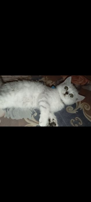 Шиншилла мрамор ўғилча