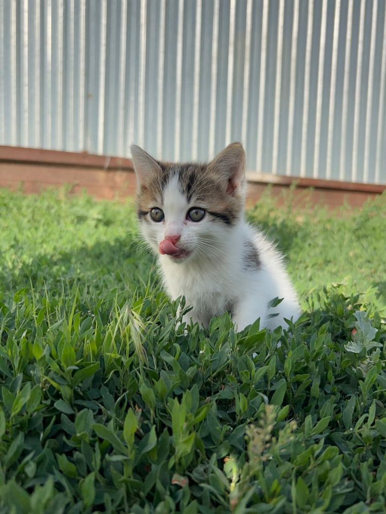 Котенок, девочка