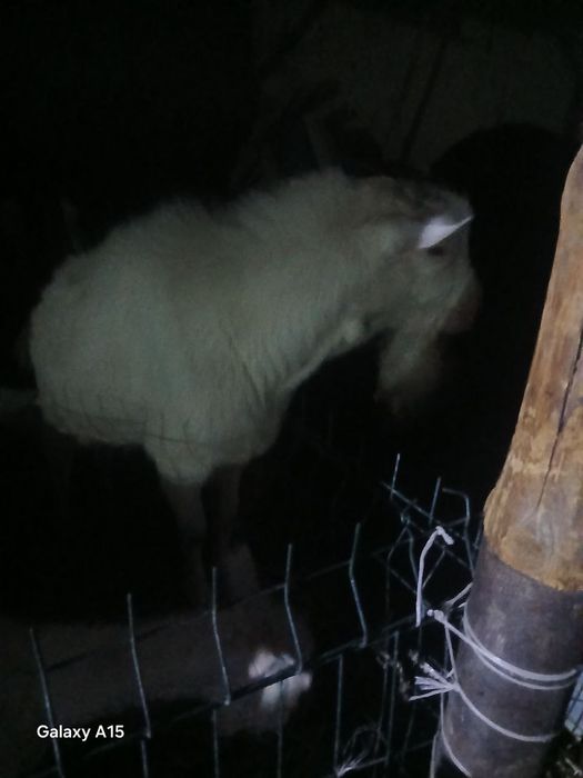 Taka sotiladi zoti toza zanin zotli