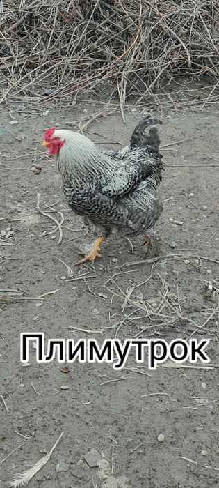 Продам петуха молодой  породы плимутрок а также Гусаков породы линда