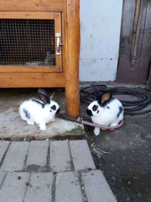 Vând pui iepuri din rasele pestriț German uriaș Belgian Californian
