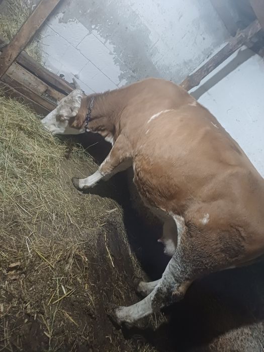 Vand vaca si bivolita