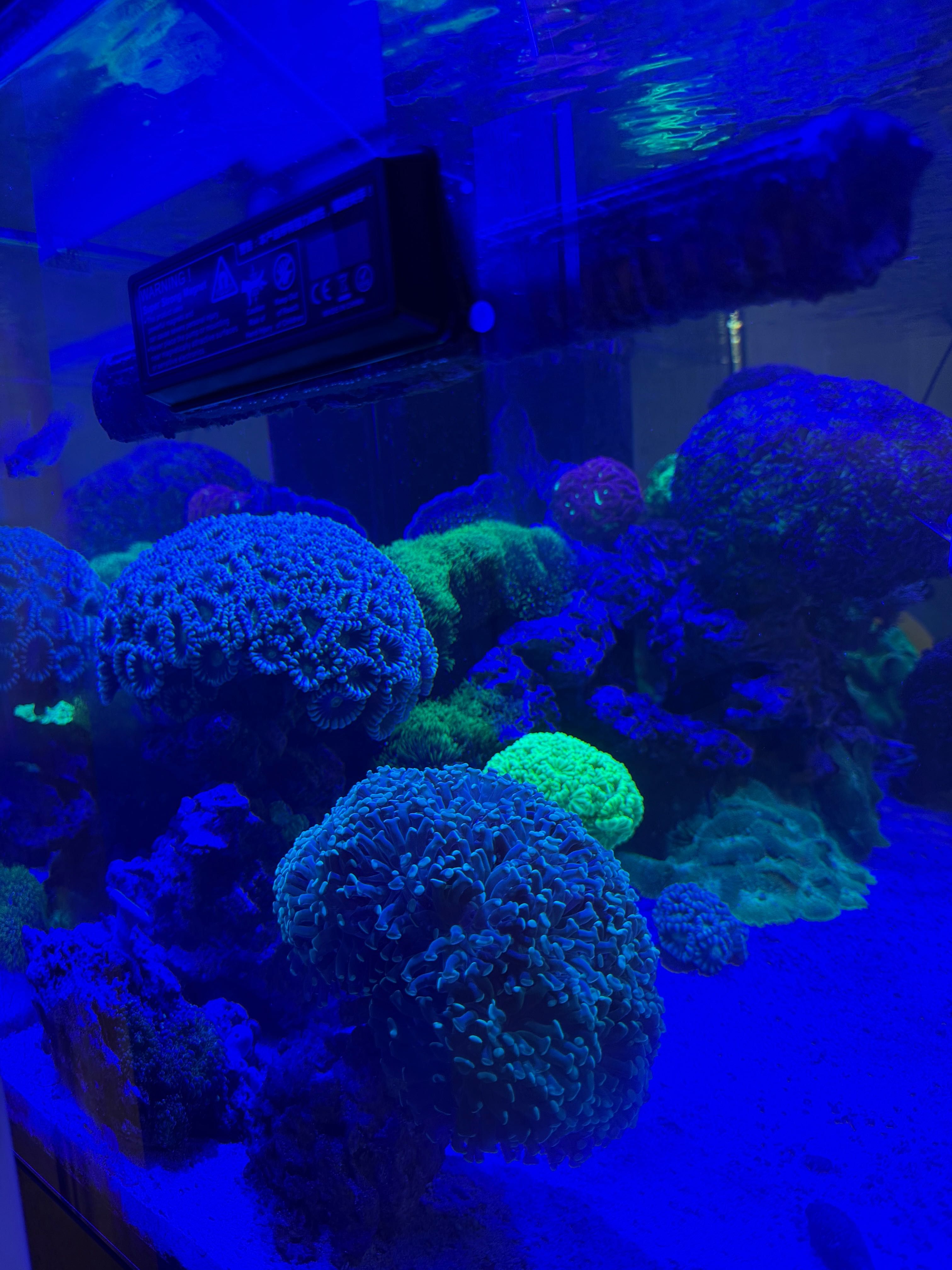 Морски Аквариум готова система всичко включено Red Sea 525XL. Red Sea