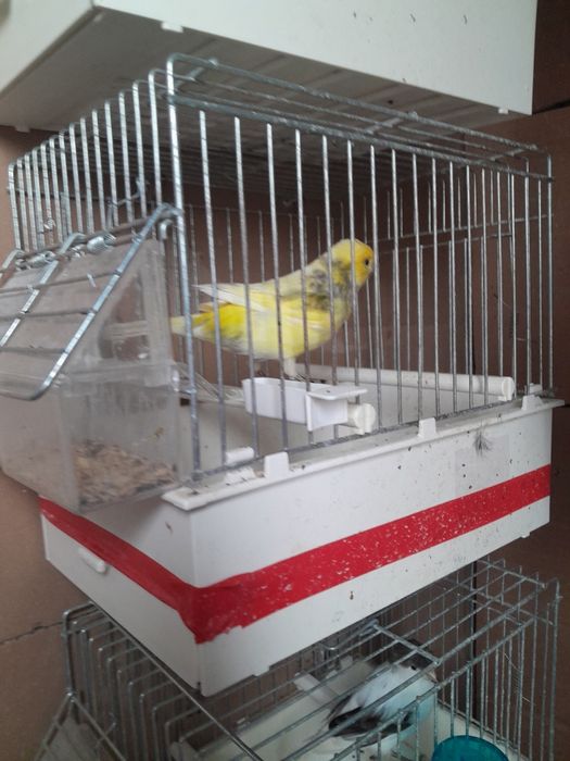 Vinzare canari de cintec